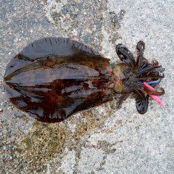 大蔵海岸のエギングで親アオリ