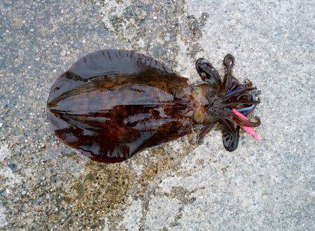 大蔵海岸のエギングで親アオリ