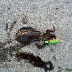 アオリイカの新子調査