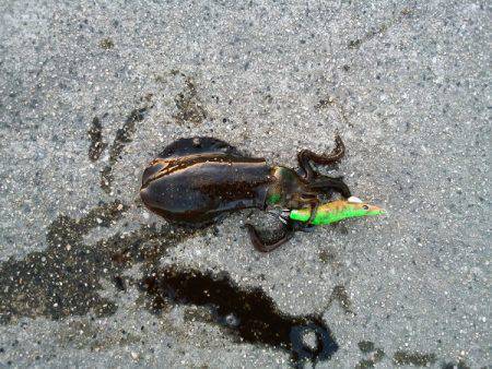 アオリイカの新子調査