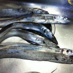 タチウオ釣り