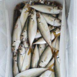 豆アジ釣り
