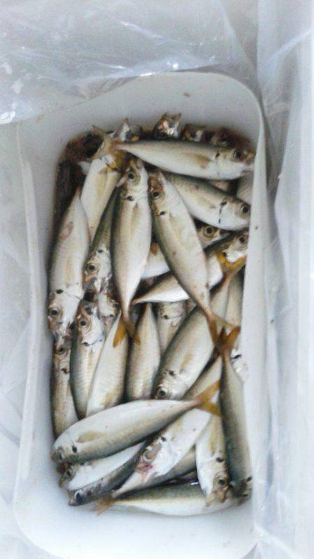 豆アジ釣り