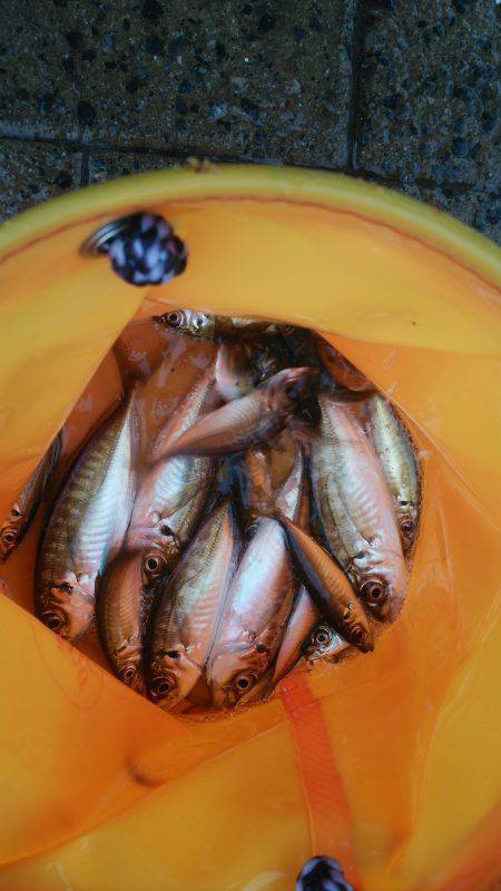 シーサイドコスモ サヨリ