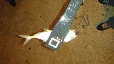 エギング&アジング