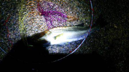 大荒れの中なんと1本