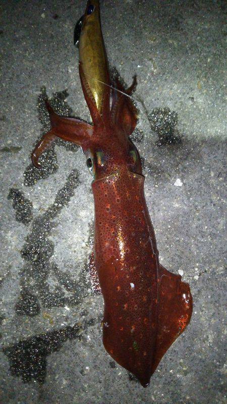 友人達とわいわいライトエギングでケンサキイ…