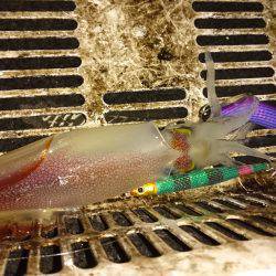 イカメタル２戦目