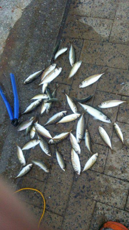 シーサイドコスモ、アジ、豆サバ