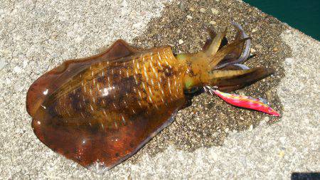 二木島の隣の甫母新港