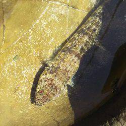 何処にでもいる遊び相手