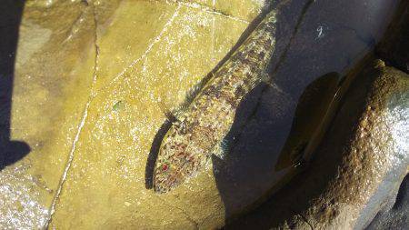 何処にでもいる遊び相手