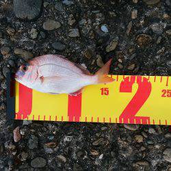 サビキも楽しいかも