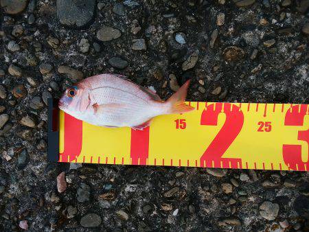 サビキも楽しいかも