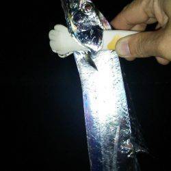 久しぶりのタチウオ!からのケンサキイカ!