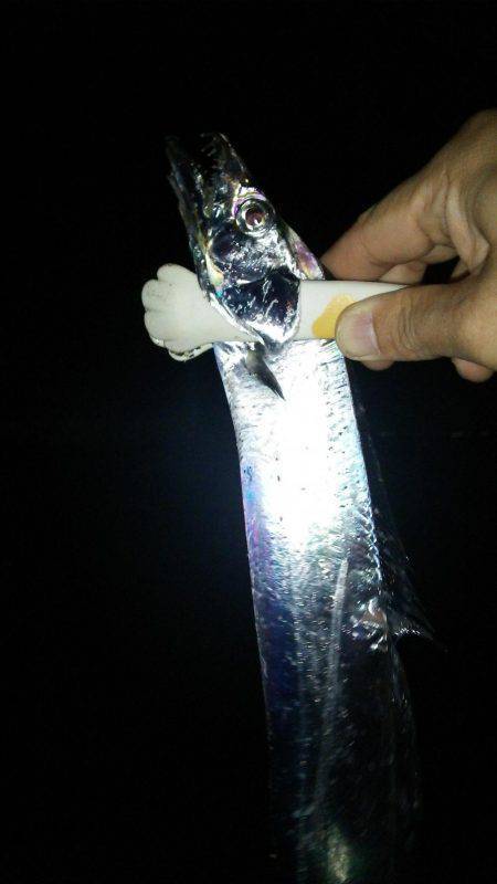 久しぶりのタチウオ!からのケンサキイカ!