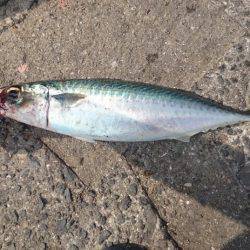 サバがまだいましたよ