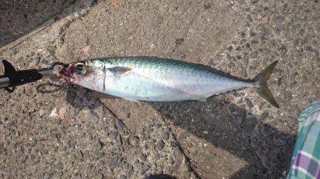 サバがまだいましたよ