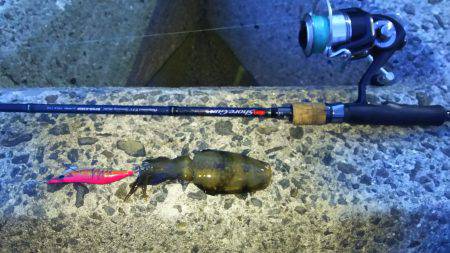 新子アオリイカ