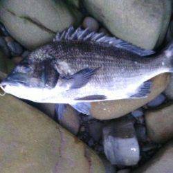 ショアジギでサワラ