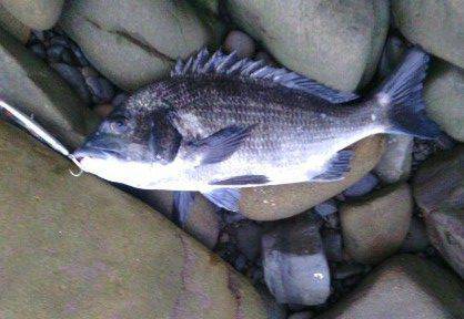 ショアジギでサワラ