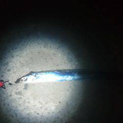 太刀魚サイズアップ