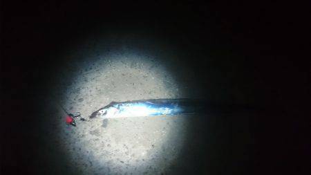 太刀魚サイズアップ