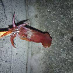 ケンサキ好調 潮止まりで食いが立つ