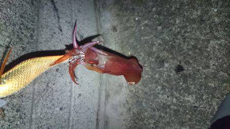 ケンサキ好調 潮止まりで食いが立つ