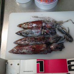 ケンサキライトエギング！