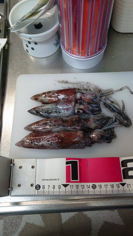 ケンサキライトエギング！