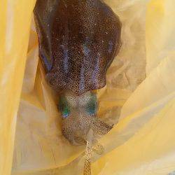 食品コンビナートでコロッケサイズゲット