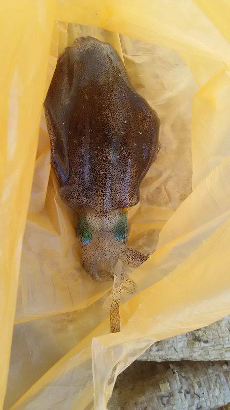 食品コンビナートでコロッケサイズゲット