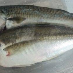 アジを求めてⅡ