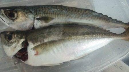 アジを求めてⅡ