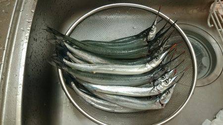 夏のサヨリ釣り！