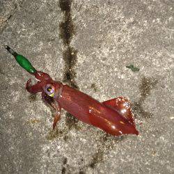 ライトエギング