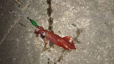 ライトエギング