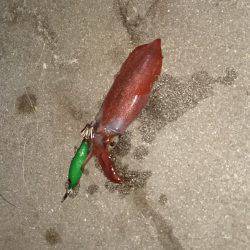 渋いかったケンサキエギング