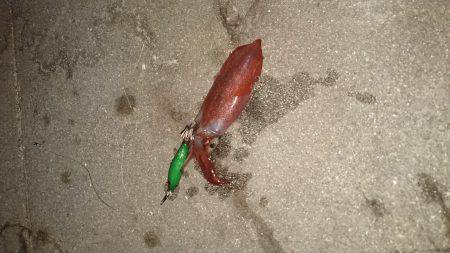 渋いかったケンサキエギング