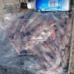 ケンサキ記録更新