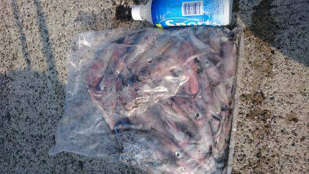 ケンサキ記録更新