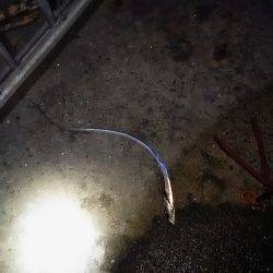 泉大津で太刀魚ゲット