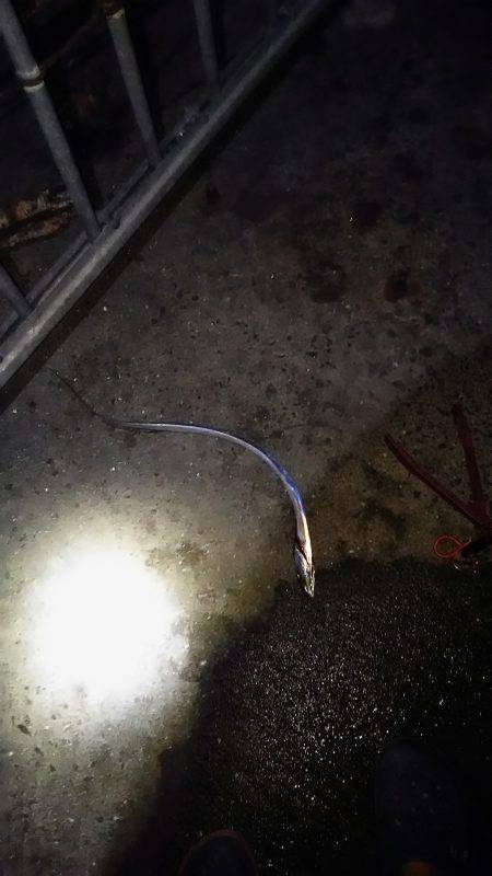 泉大津で太刀魚ゲット