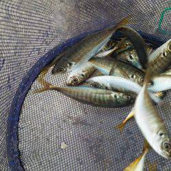 雨降り前にアジング