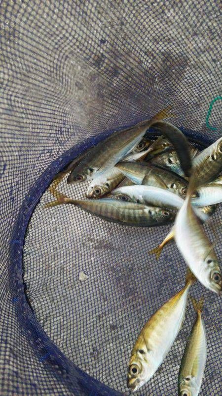 雨降り前にアジング