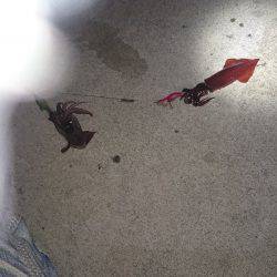 丘からのエギング!