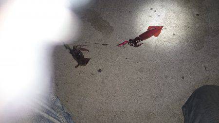 丘からのエギング!