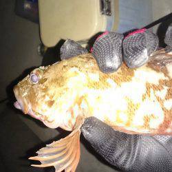 エギングのちガシリング