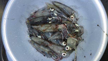 ライトケンサキ